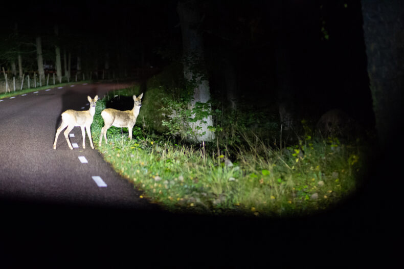 Deer cross the road at night